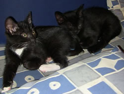Merlin and Floeckchen